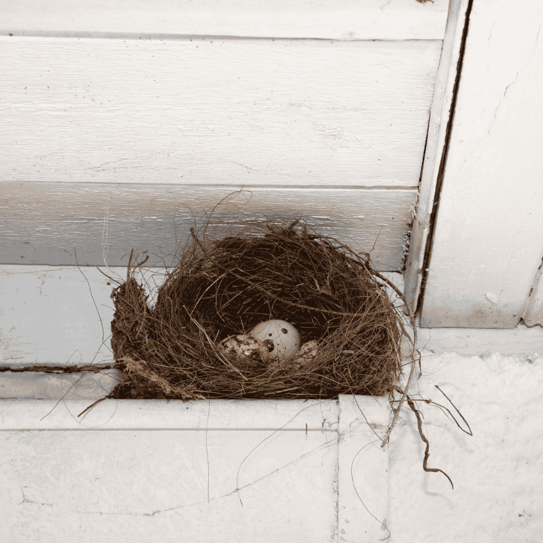 birds on my roof