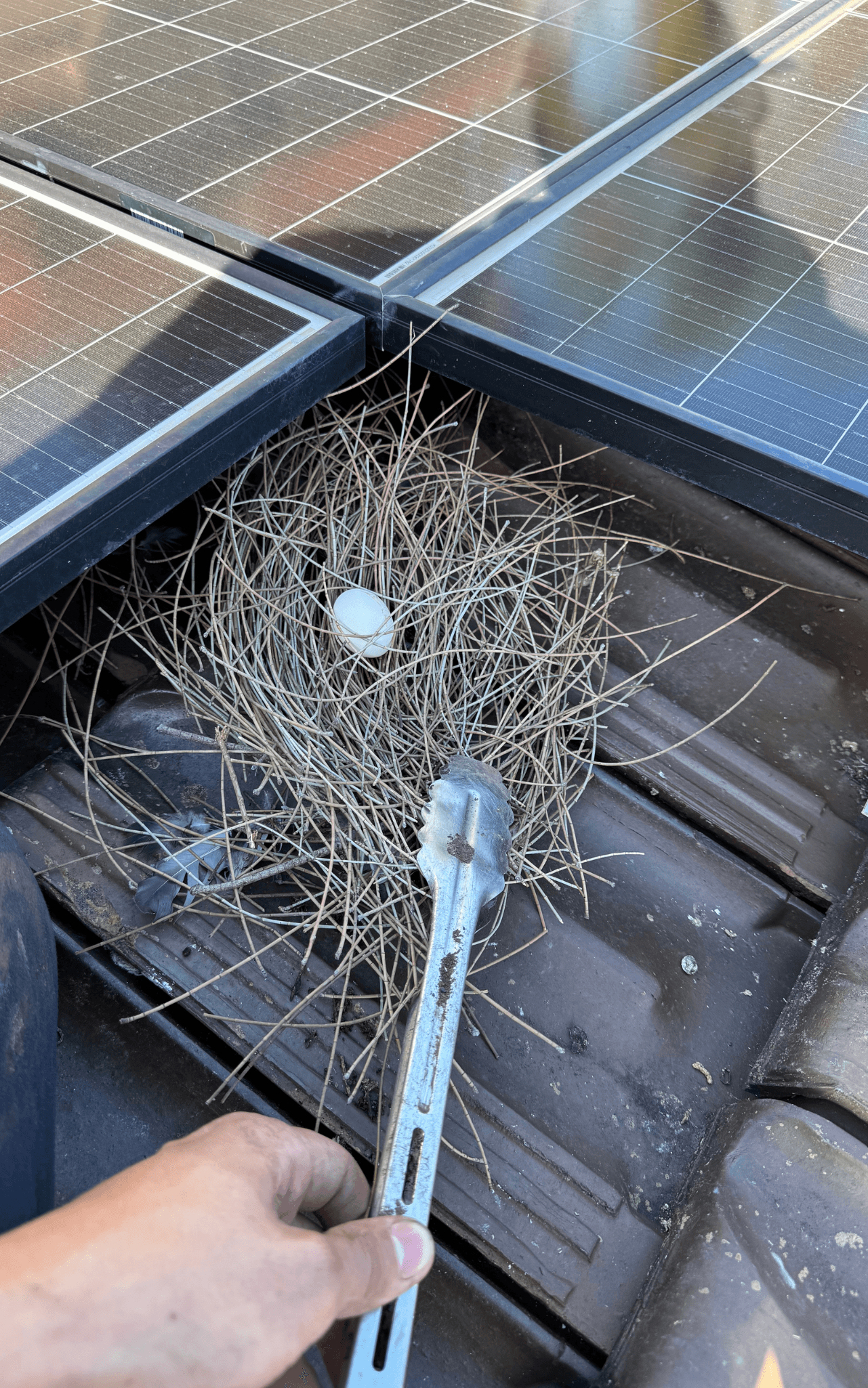 Bird Nest removal, part of service of gutter cleaning sydney