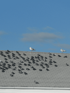 Birds on My Roof: 5 Ways to Treat Sydney Bird Problems