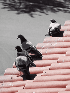 Birds on roof