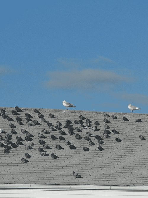 Birds on My Roof: 5 Ways to Treat Sydney Bird Problems