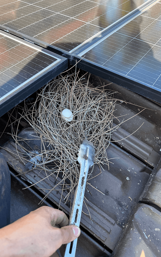 Bird Nest removal, part of service of gutter cleaning sydney