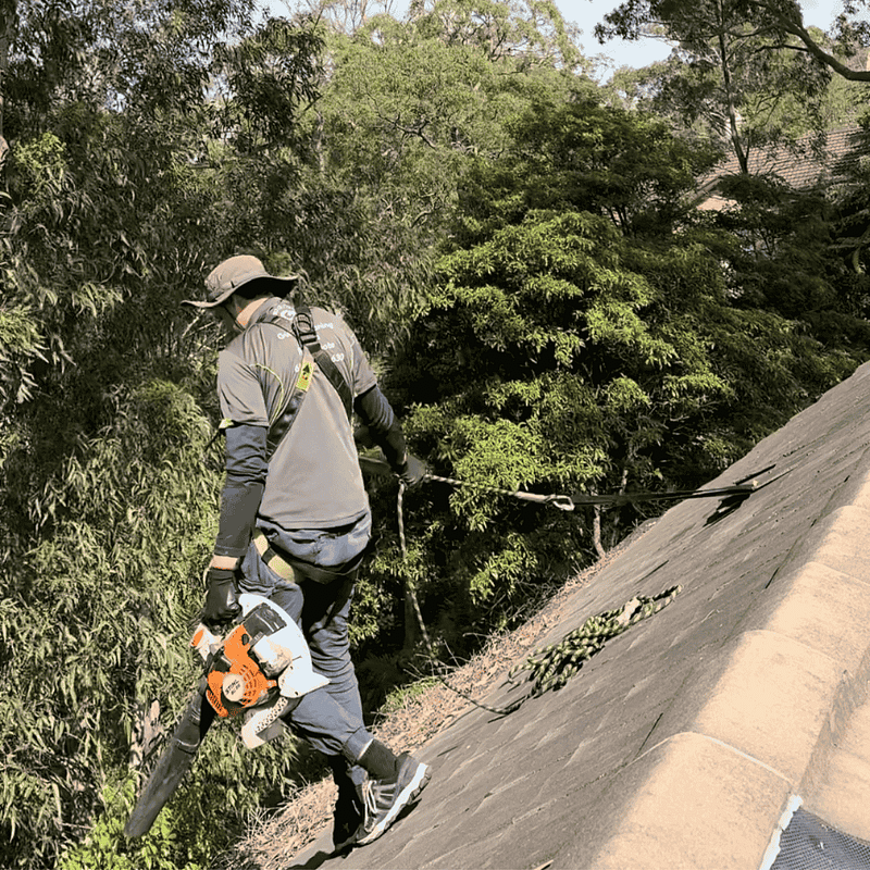 Roofing technician wearing full safety harness while performing gutter cleaning Sydney on a steep residential roof surrounded by tall gum trees, demonstrating safe work practices at height.