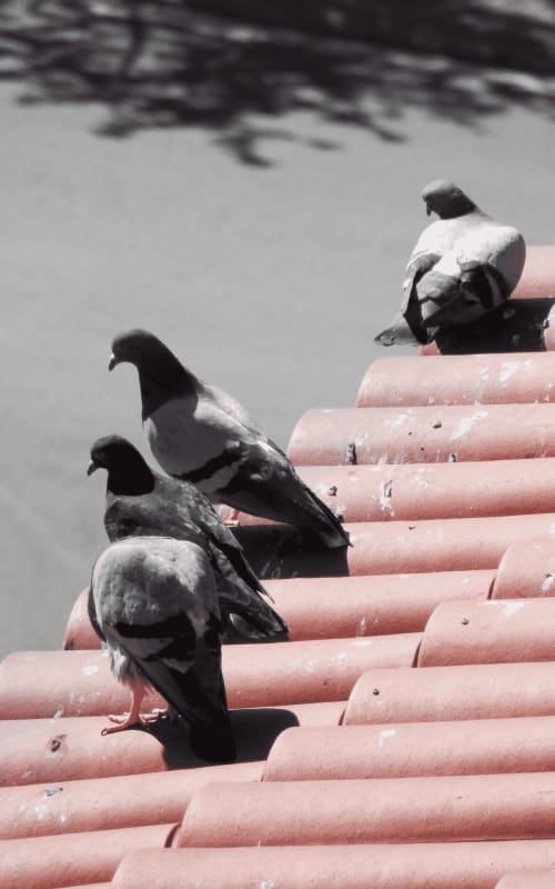Birds on roof